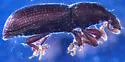 Caulophilus dubius - photo 3