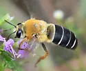 Caupolicana electa