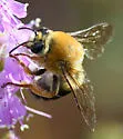 Caupolicana electa - photo 2
