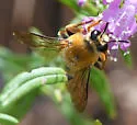 Caupolicana electa - photo 3