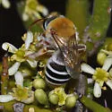 Caupolicana ocellata