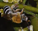 Caupolicana ocellata - photo 2