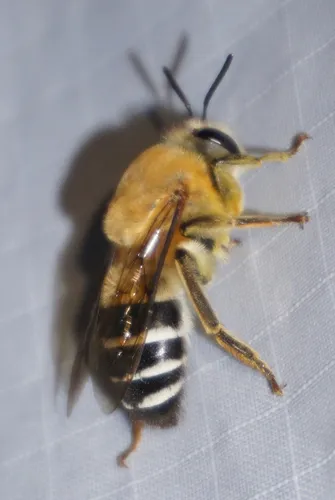 Caupolicana yarrowi