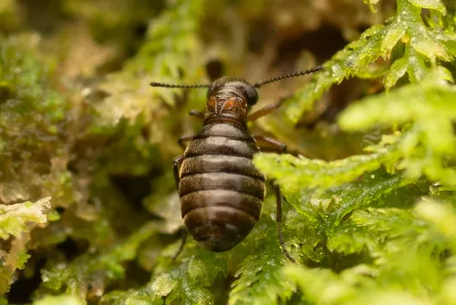 Caurinus dectes