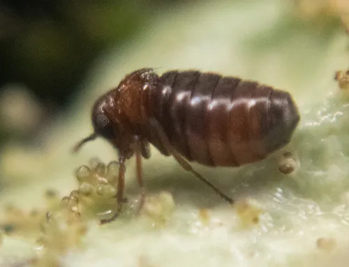 Caurinus tlagu - photo 2