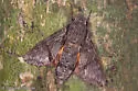 Grote's sphinx - Hodges#7867