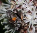 Grote's sphinx - Hodges#7867 - photo 2