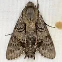 Grote's sphinx - Hodges#7867 - photo 3