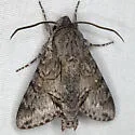 Grote's sphinx - Hodges#7867 - photo 4