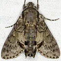 Grote's sphinx - Hodges#7867 - photo 5