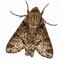 Spurious Sphinx Moth - Hodges#7868