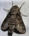 Spurious Sphinx Moth - Hodges#7868 - photo 3