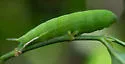 Spurious Sphinx Moth - Hodges#7868 - photo 4