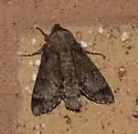 Spurious Sphinx Moth - Hodges#7868 - photo 5