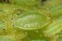 Spotted Willow‒Angelica Aphid