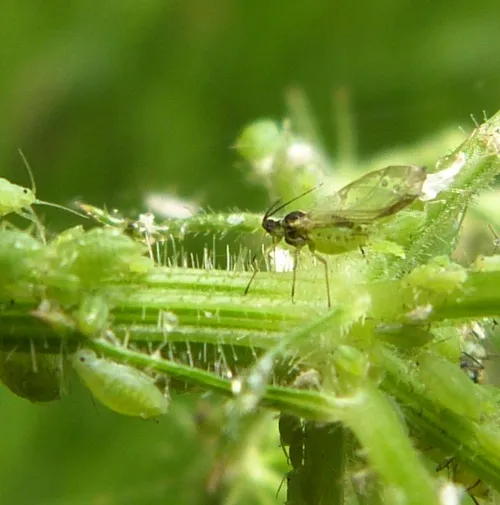 Cavariella theobaldi - Cavariella theobaldi
