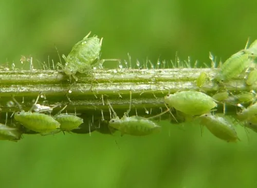 Cavariella theobaldi - photo 2