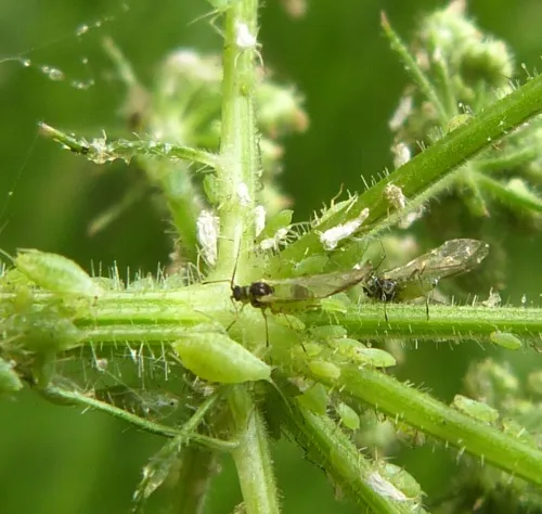 Cavariella theobaldi - photo 3