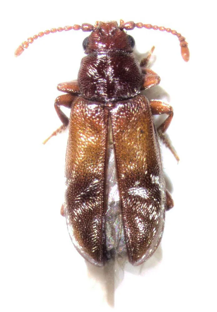 Cavognathidae - photo 2