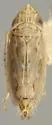 Cazenus funestus - photo 2