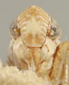 Cazenus funestus - photo 3