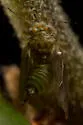 Ceanothia bicolor - photo 2
