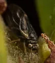 Ceanothia bicolor - photo 3