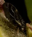 Ceanothia bicolor - photo 4