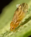 Ceanothia boharti