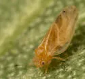 Ceanothia boharti - photo 2