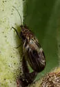 Ceanothia essigi