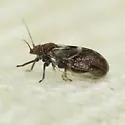 Ceanothia essigi - photo 3