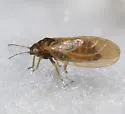 Ceanothia mitella