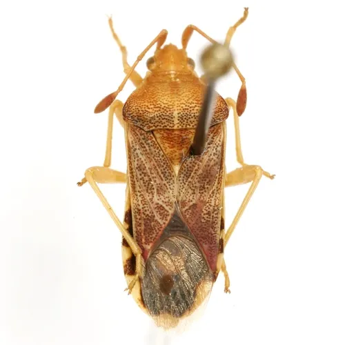 Cebrenistella robusta