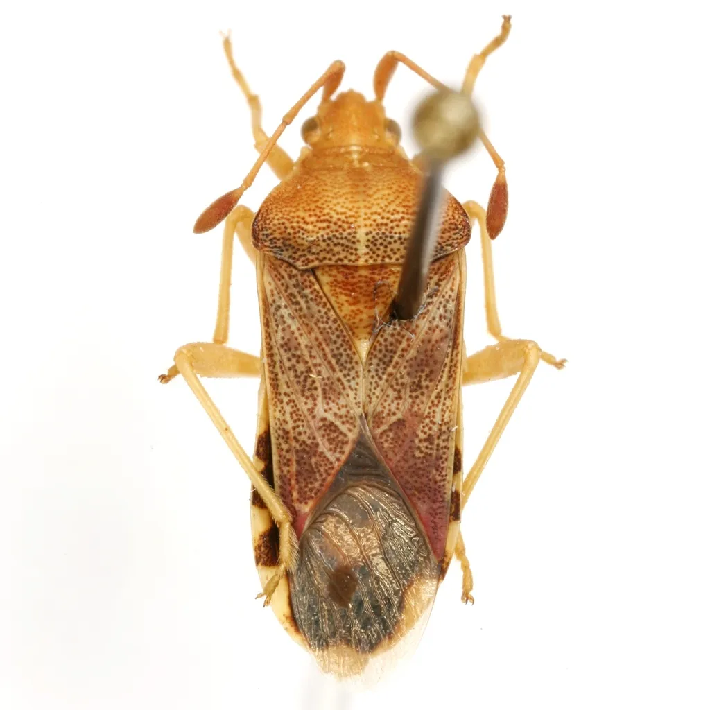 Cebrenistella robusta - photo 2
