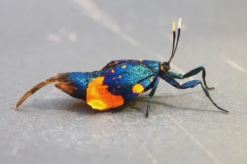 Australian bag moth