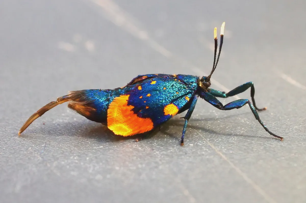 Australian bag moth - photo 3