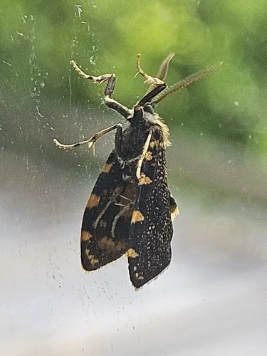 Australian bag moth - photo 5