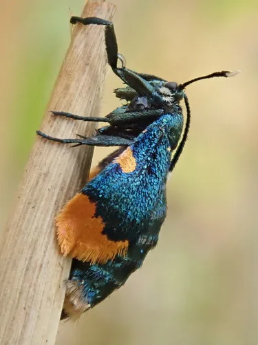 Australian bag moth - photo 6