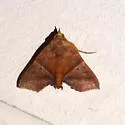 Cecharismena anartoides - Hodges#8533