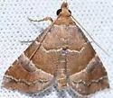 Cecharismena cara - Hodges#8530