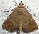 Cecharismena jalapena - Hodges#8532.1 - photo 2