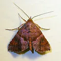 Cecharismena nectarea - Hodges#8532 - Cecharismena nectarea