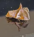Cecharismena nectarea - Hodges#8532 - photo 3