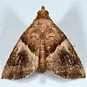 Cecharismena nectarea - Hodges#8532 - photo 4