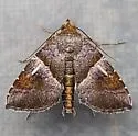 Cecharismena nectarea - Hodges#8532 - photo 5