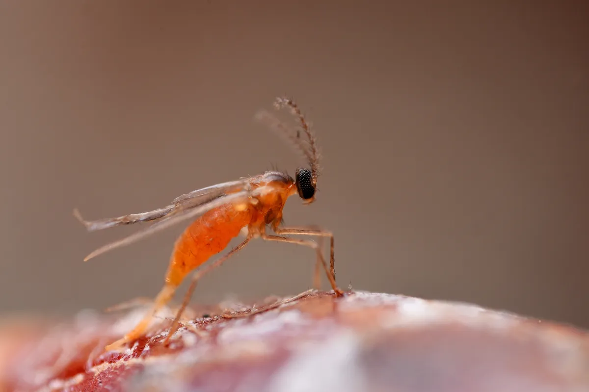 Gall Midges and Wood Midges - photo 3