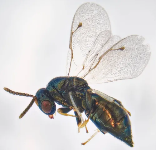 Cecidostiba fungosa
