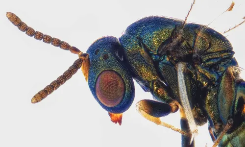 Cecidostiba fungosa - photo 2