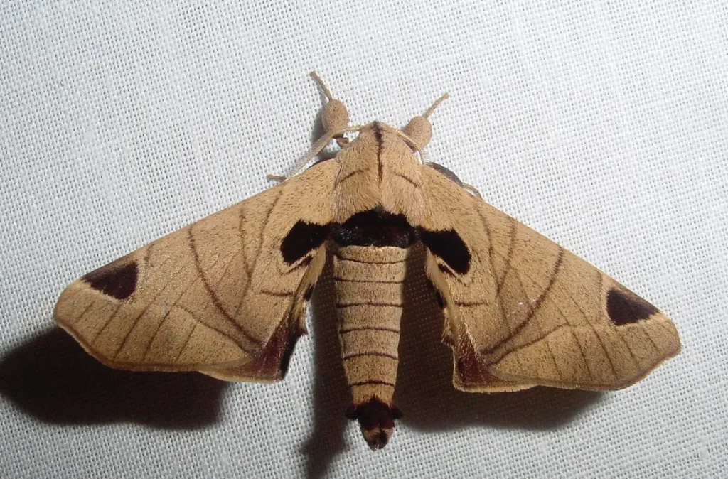 Cecile pandarioides - photo 2